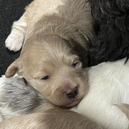 Havapoos from Melissa's Havapoo Pups