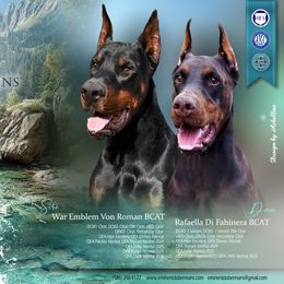Doberman Pinscher puppies from Eminent Dobermans