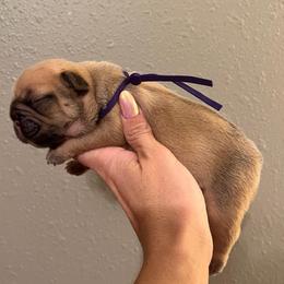 Cocoa fawn female  OFA'd parents - Fawn female French Bulldog puppy in Billings, Montana from Montana Made Frenchies