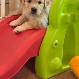 Golden Retriever Puppies from Millport Golden Retriever