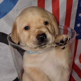 Grant - Labrador Retriever puppy from Patriot Labrador Retrievers