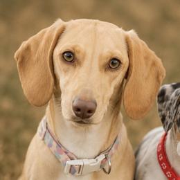 Dachshunds from Prairie Ridge Dachshunds