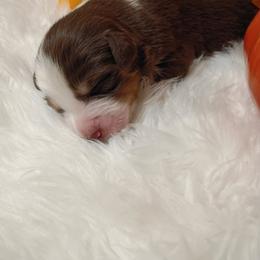 Australian Shepherd Puppies from SugarWood