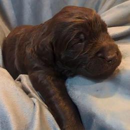 Monica - female Newfypoo puppy in South Haven, Minnesota from Hidden Haven Poodles and Doodles