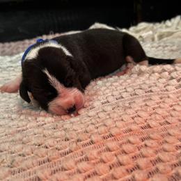 Flipz - Mantle male Great Dane puppy in Liberty, New York from Catskills Greatest Danes
