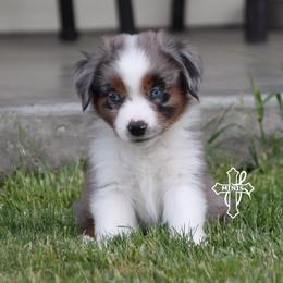 Preston - Blue merle male Miniature American Shepherd puppy in Elgin, Oregon from Cross L Miniature American Shepherds