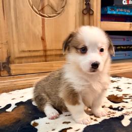 Ranger - Red male Pembroke Welsh Corgi puppy in Johnson City, Texas from McCall Creek Corgis