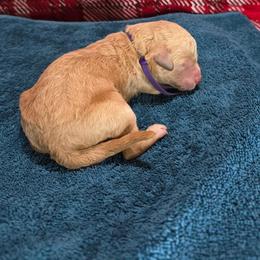 Max - Apricot female Goldendoodle puppy in Georgetown, Tennessee from Georgetown designer and purebred puppies