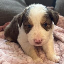 Don Julio - White and red male Border Collie puppy in Mckinney, Texas from Border Collies of Ruidoso