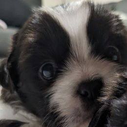 Boy 1 - Black and white Shih Tzu puppy in Hollywood, Florida from Crystal's Shih Tzus