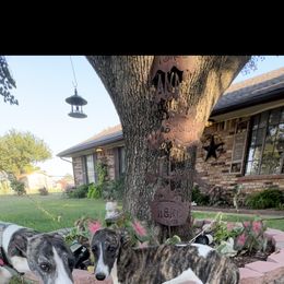 Whippet Puppies from Wendy Stover
