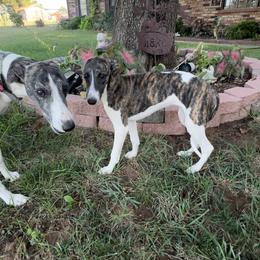 Whippet Puppies from Wendy Stover
