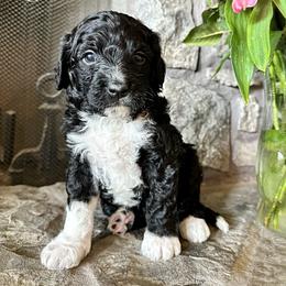 Bernedoodle Puppies from Hudson Shore Bernedoodles