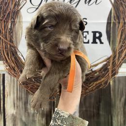 Orange collar - Liver male German Shepherd puppy in Pelham, North Carolina from P & P Shepherds