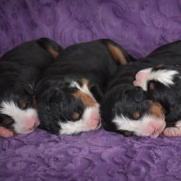 Bernese Mountain Dog Puppies from Brookwood Bernese Mountain Dogs