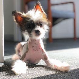 Chihuahua and Chinese Crested Puppies from Western Kentucky Chihuahua’s and Chinese Crested’s