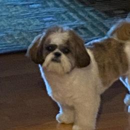 Shih Tzu Puppies from Grandma Ts Precious Puppies