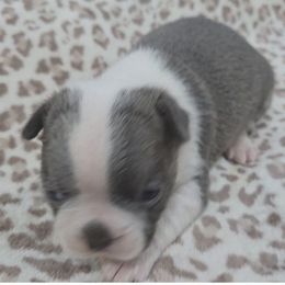 Girl 2 - Black and white Boston Terrier puppy in Anson, Texas from Adrienne Campbell's Boston Terriers