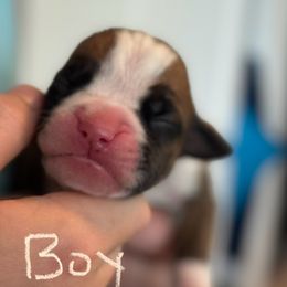 Boy 3 - Boxer puppy from Buzzard's Bay Boxers