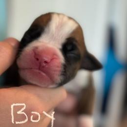 Boy 3 - Boxer puppy from Buzzard's Bay Boxers