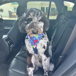 Aussiedoodle All Grown Up from Pawsitively Doodles