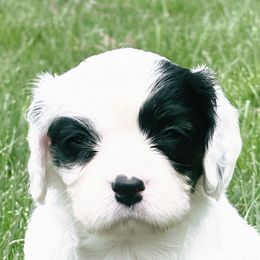 MARCY - Black and white Cavapoo puppy in Lexington, Kentucky from Callaway's Cavaliers