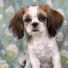Shih Tzu Puppies from Altas Palmas Shih Tzu