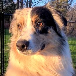 Thunder - Australian Shepherd