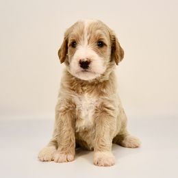 Philadelphia (Philly) - Cream female Goldendoodle puppy in Dayton, Ohio from Perks Court Doodles