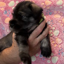 Melon - light green collar - NATURAL boy - Pepper and salt male Standard Schnauzer puppy in Mamaroneck, New York from Harbor Hill Standard Schnauzers