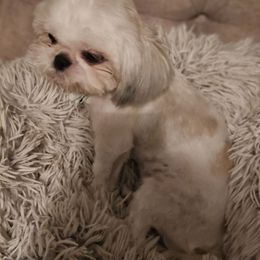 Bella - Shih Tzu