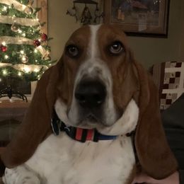 Remmie - Basset Hound