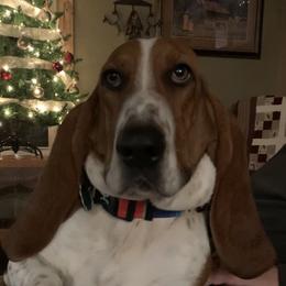 Remmie - Basset Hound