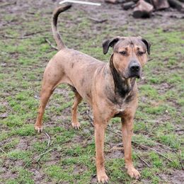 Apollo - Catahoula Leopard Dog