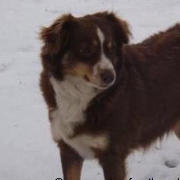 Miniature Australian Shepherds and Toy Australian Shepherds from Blessed With The Grace of Southern Charm Aussies