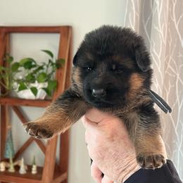 Mr. Denim Blue - Black and red male German Shepherd puppy in Purcellville, Virginia from Starry Night German Shepherd Dogs
