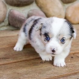 American Corgi and Pembroke Welsh Corgi Puppies from Elk Ridge Corgis