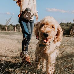 Goldendoodle and Labradoodle All Grown Up from Endless Pawsabilities Breeding and Training