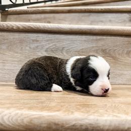 Hank - Brindle and white male American Corgi puppy in Pahrump, Nevada from Desert Sunset Corgis