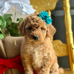 Dawn - Apricot female Goldendoodle puppy in Adolphus, Kentucky from Deerly Poodles