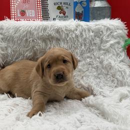 Yellow - Yellow female Labrador Retriever puppy in Heath Springs, South Carolina from Rich Hill Retrievers