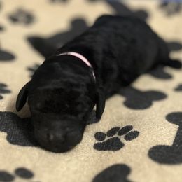 Pink girl - Silver female Poodle puppy in East Wenatchee, Washington from Stylish Standards