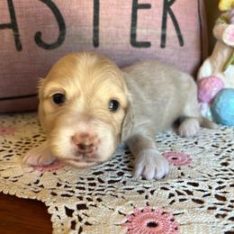Chickie - Cream female Dachshund puppy in Perryville, Maryland from Heavenly Heritage Dachshunds and Doods