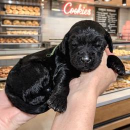 Fudge- Green Collar - Black male Goldendoodle puppy in Bay City, Texas from Charming Doods Goldendoodles