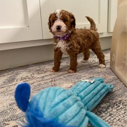 Gino - Red male Cavapoo puppy in Beresford, South Dakota from DAKOTA DOOD RANCH