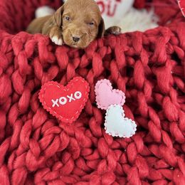 Goldendoodle Puppies from Maryland Designer Doodles