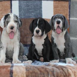 Great Dane Puppies from Starr Creek Danes & Frenchies