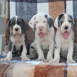 Great Dane Puppies from Starr Creek Danes & Frenchies