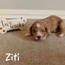 Ziti (Lt Blue Collar) - Apricot male Goldendoodle puppy in Guthrie, Oklahoma from Edmond Doodles, LLC