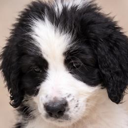 Girl 6 - female Bernedoodle puppy in Henderson, Colorado from Huggable Bernedoodles of Colorado LLC